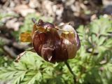View full-size image Adonis amurensis