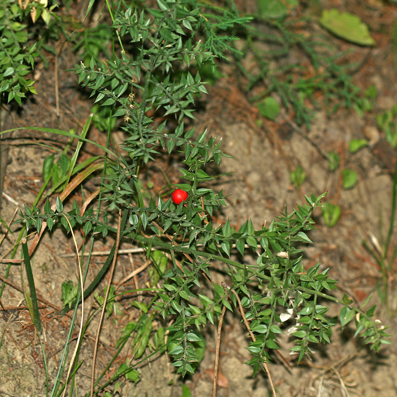 Изображение особи Ruscus aculeatus.