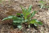 View full-size image Solidago virgaurea
