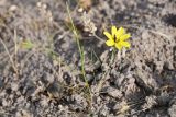 View full-size image Koelpinia macrantha