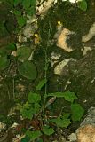Mycelis muralis. Цветущее растение. Республика Абхазия, окр. г. Новый Афон. 28.08.2009.