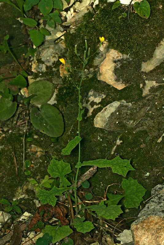 Image of Mycelis muralis specimen.