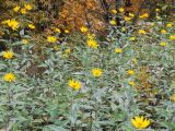 View full-size image Helianthus tuberosus