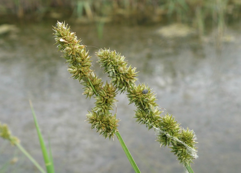 Изображение особи Carex otrubae.