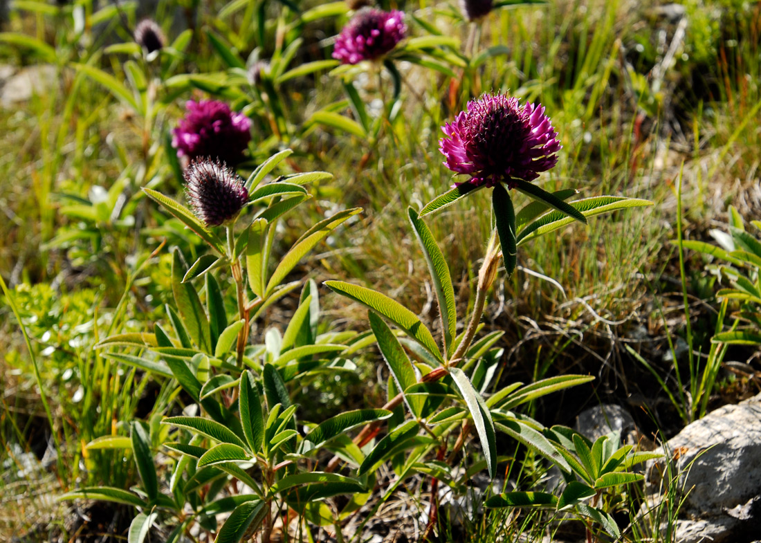 Image of Trifolium alpestre specimen.