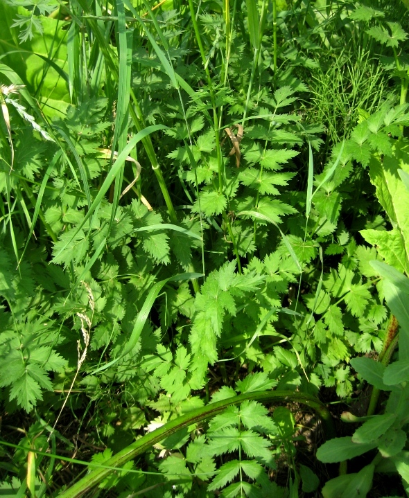 Image of Pimpinella rhodantha specimen.