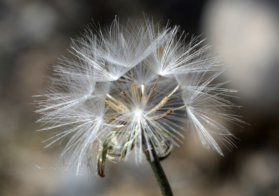 Изображение особи Chondrilla juncea.