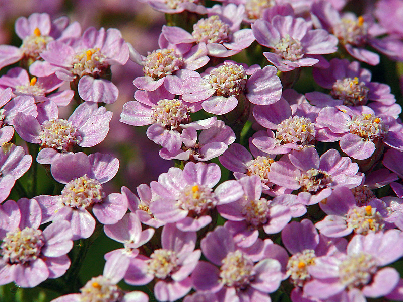 Image of Achillea millefolium specimen.