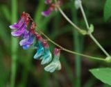 Vicia baicalensis. Соцветие. Бурятия, Тункинские Гольцы, окр. с. Аршан. 20.07.2011.