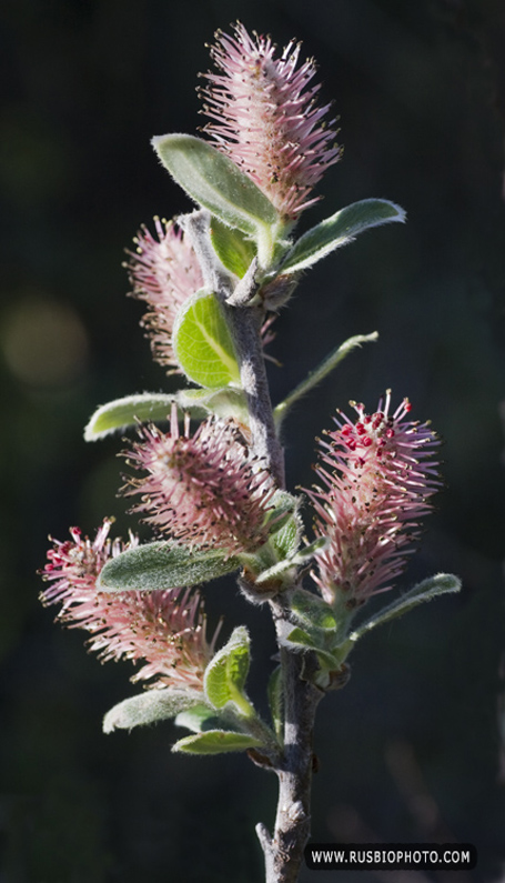 Image of Salix glauca specimen.