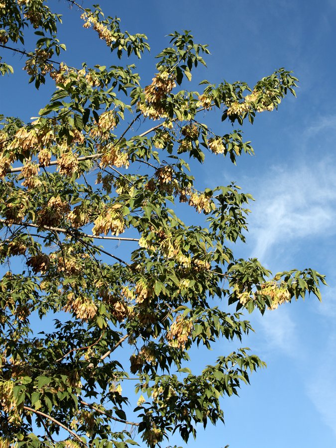 Image of Acer negundo specimen.