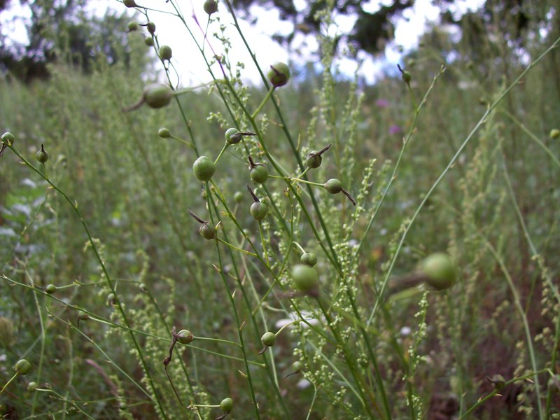 Изображение особи Anthericum ramosum.