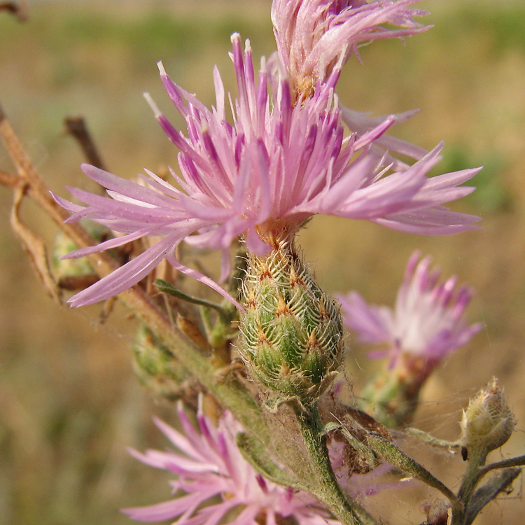 Image of genus Centaurea specimen.