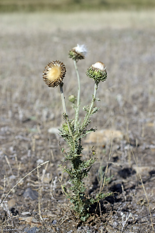 Image of Carduus nutans specimen.