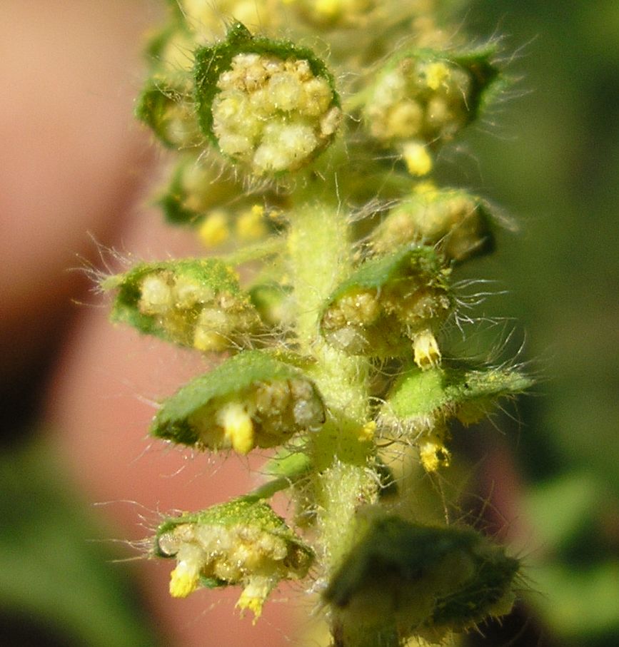 Image of Ambrosia artemisiifolia specimen.