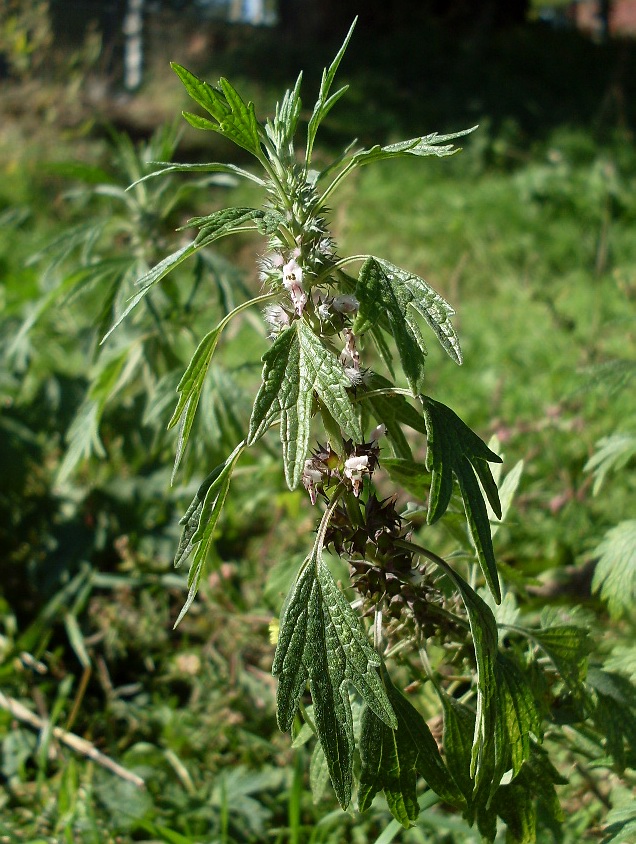 Image of Leonurus glaucescens specimen.