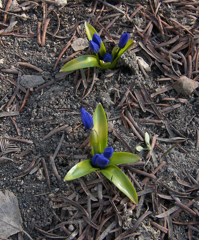 Image of Scilla armena specimen.