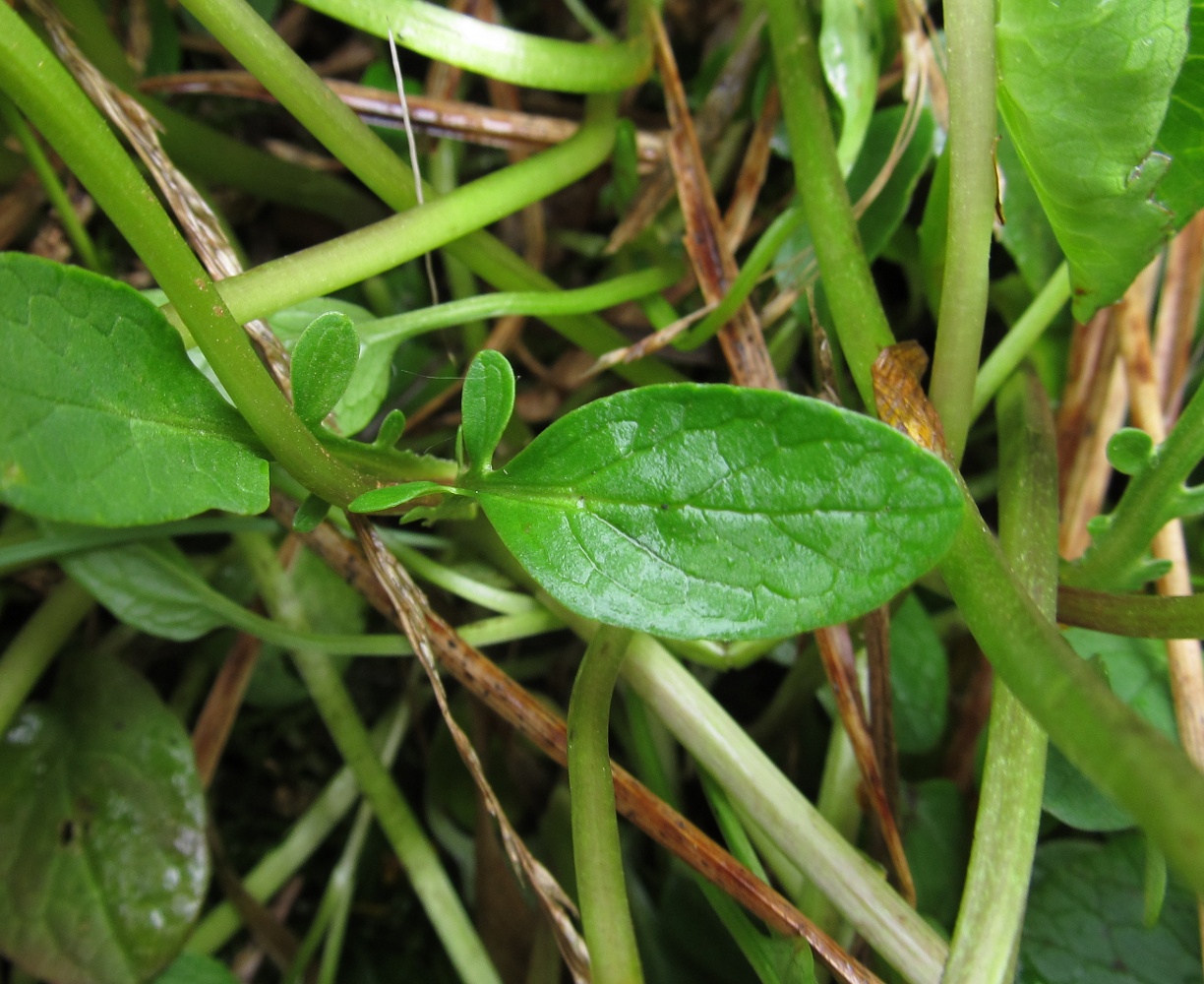 Изображение особи Valeriana dioica.