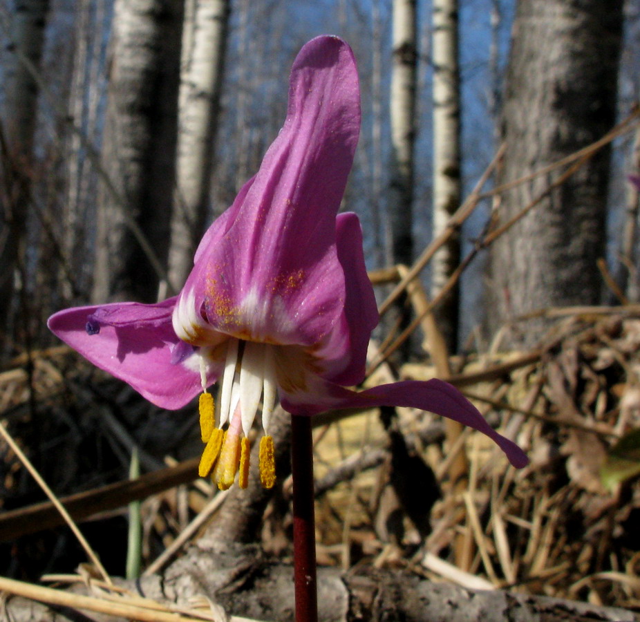 Изображение особи Erythronium sajanense.