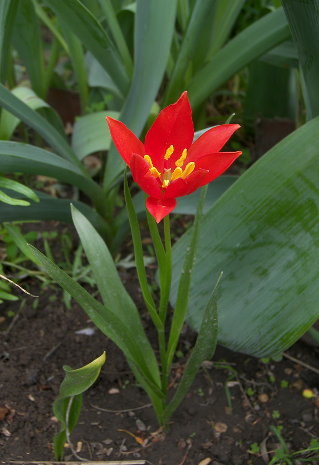 Изображение особи Tulipa sprengeri.
