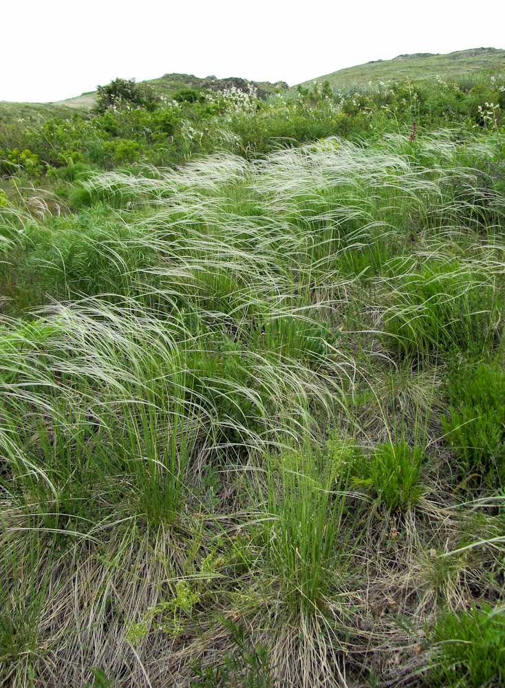 Изображение особи род Stipa.