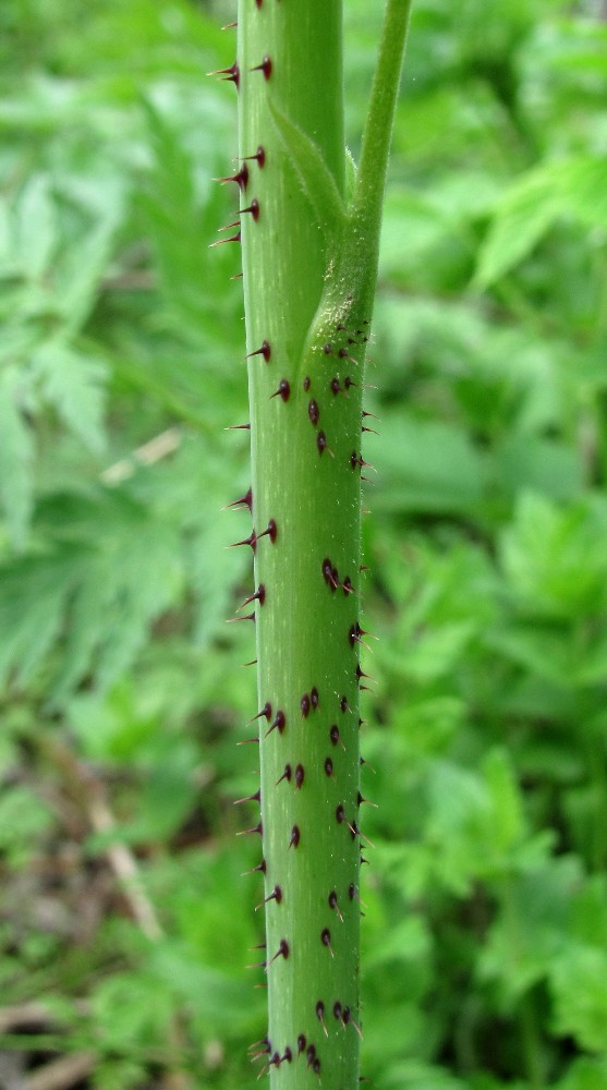 Image of Rubus idaeus specimen.