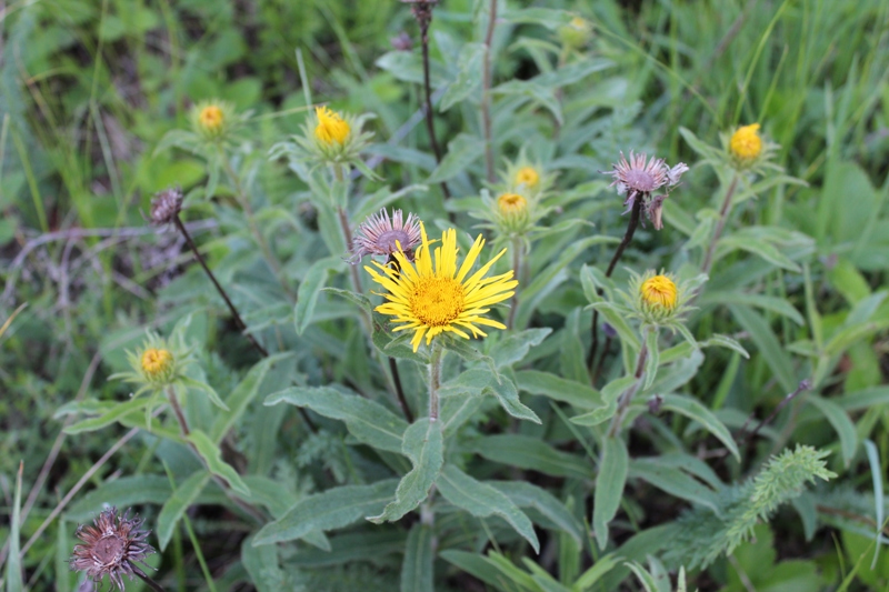 Image of Inula hirta specimen.