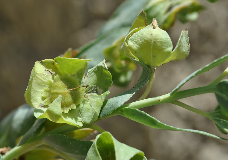 Изображение особи Caccinia macranthera.