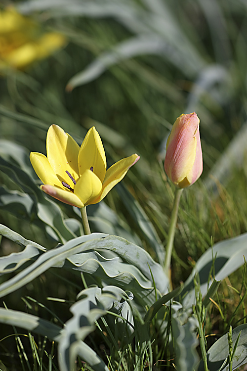 Изображение особи Tulipa lemmersii.