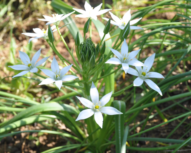 Изображение особи род Ornithogalum.