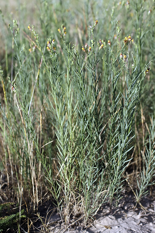 Image of Linaria popovii specimen.