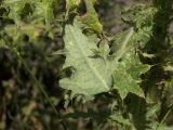 Cirsium aduncum