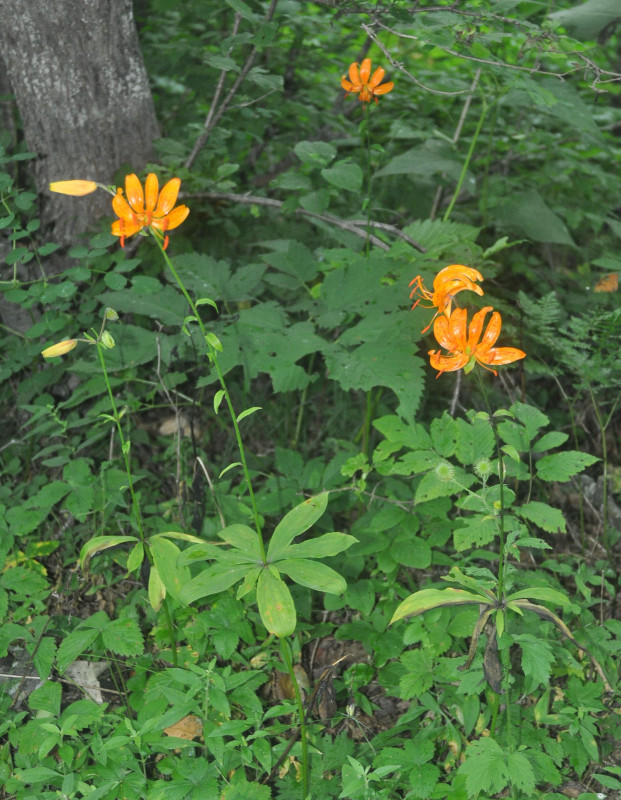 Image of Lilium distichum specimen.