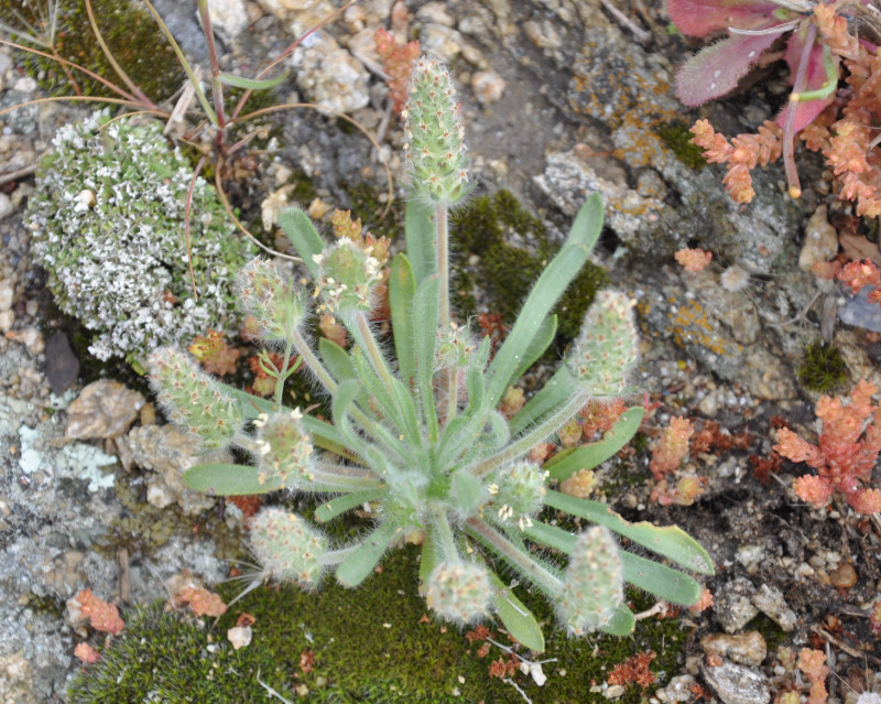 Image of Plantago bellardii specimen.