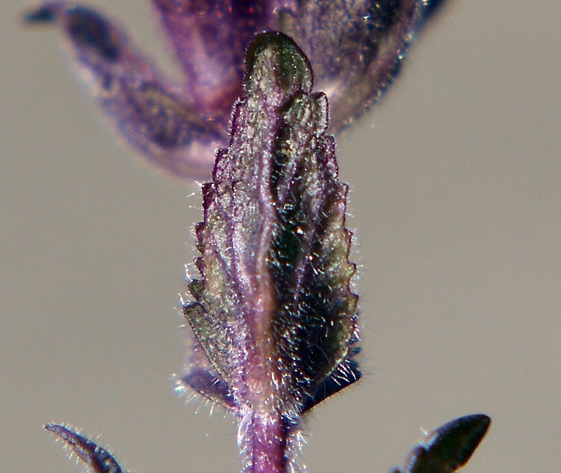 Image of Bartsia alpina specimen.