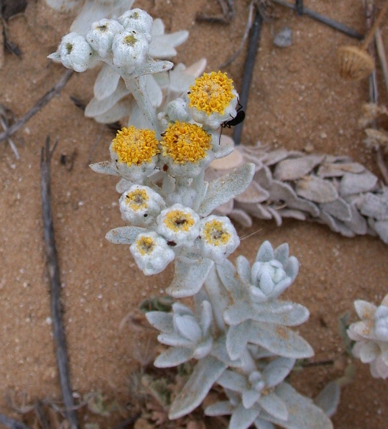 Изображение особи Otanthus maritimus.