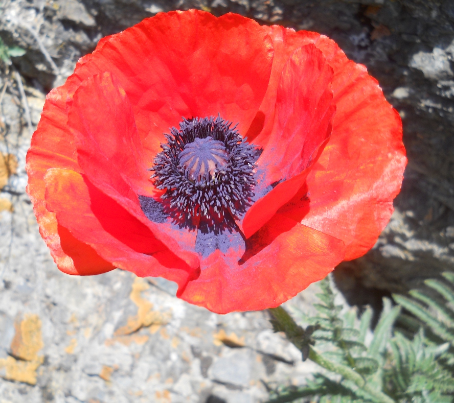 Image of Papaver setiferum specimen.