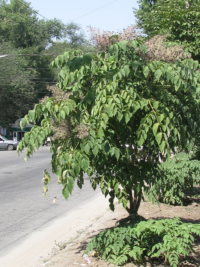 Изображение особи Aralia elata.