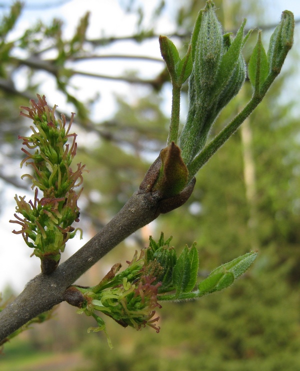 Image of Fraxinus pennsylvanica specimen.