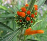 Смотреть изображение Leonotis leonurus
