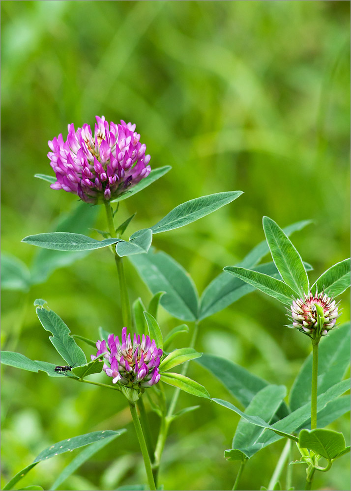 Image of Trifolium medium specimen.