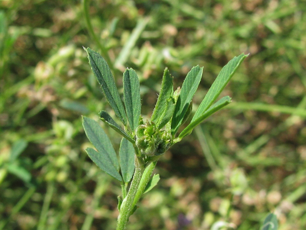 Image of Medicago sativa specimen.