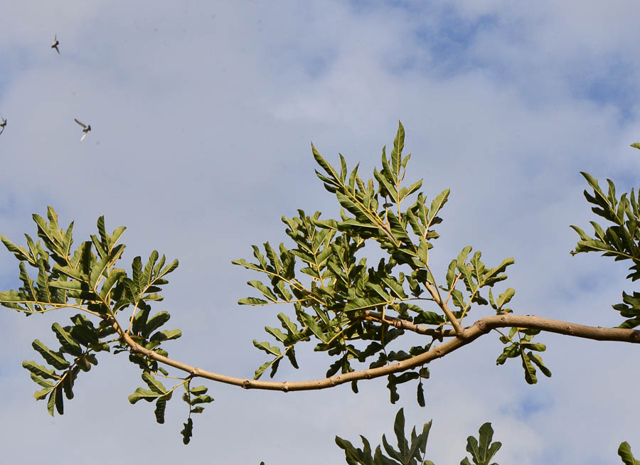 Image of Kigelia pinnata specimen.