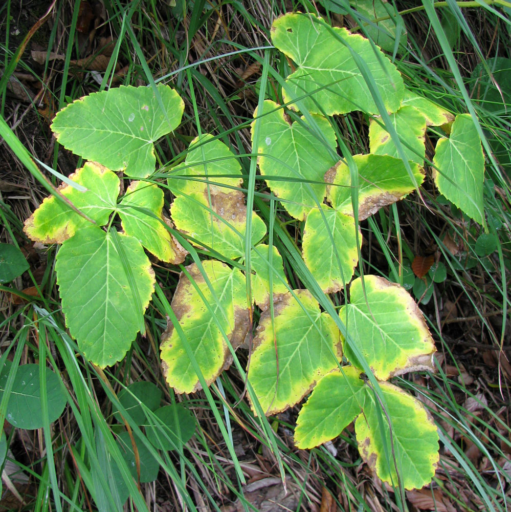 Изображение особи Laserpitium latifolium.