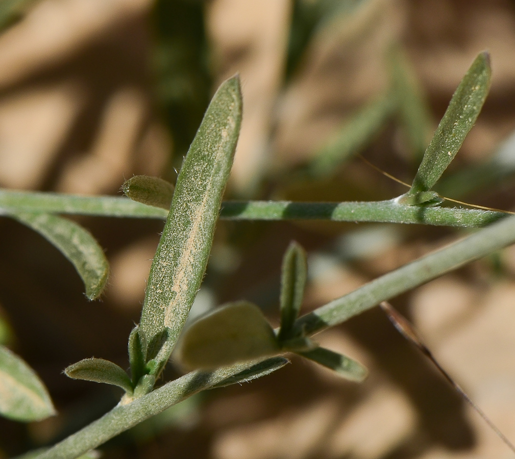 Image of Convolvulus oleifolius specimen.