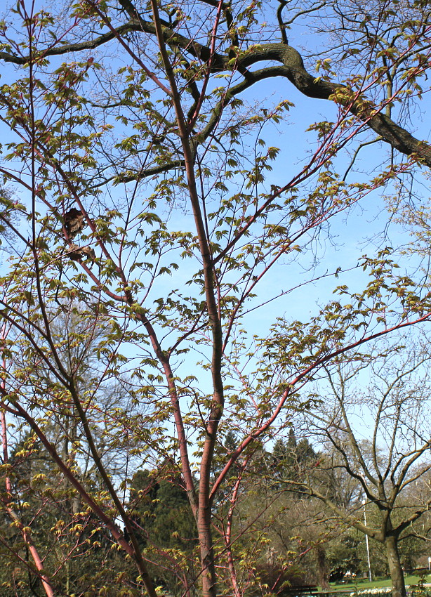 Image of Acer palmatum specimen.