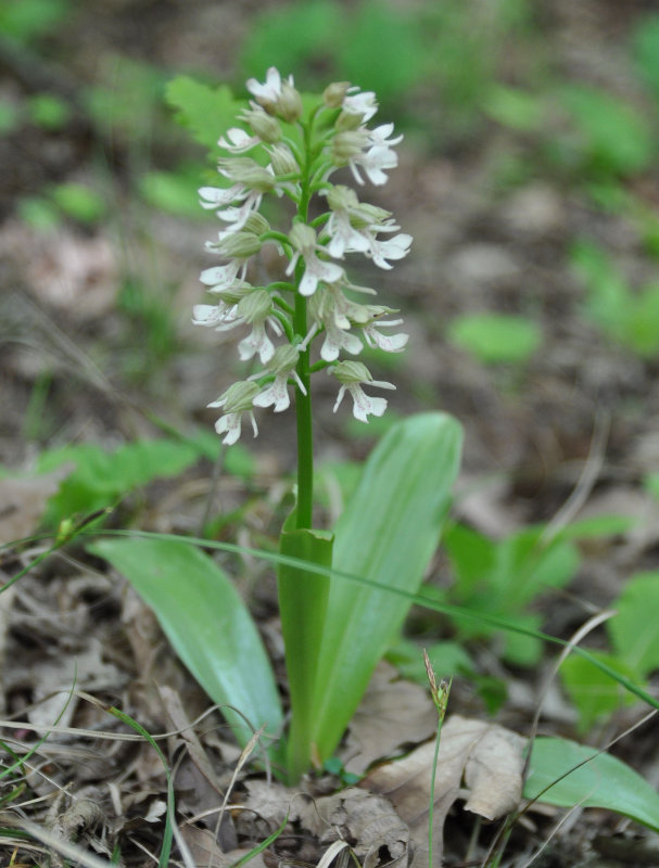 Image of Orchis punctulata ssp. adenocheila specimen.