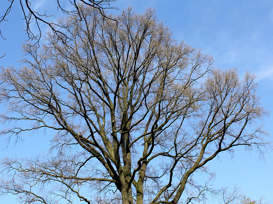 Image of Quercus robur specimen.