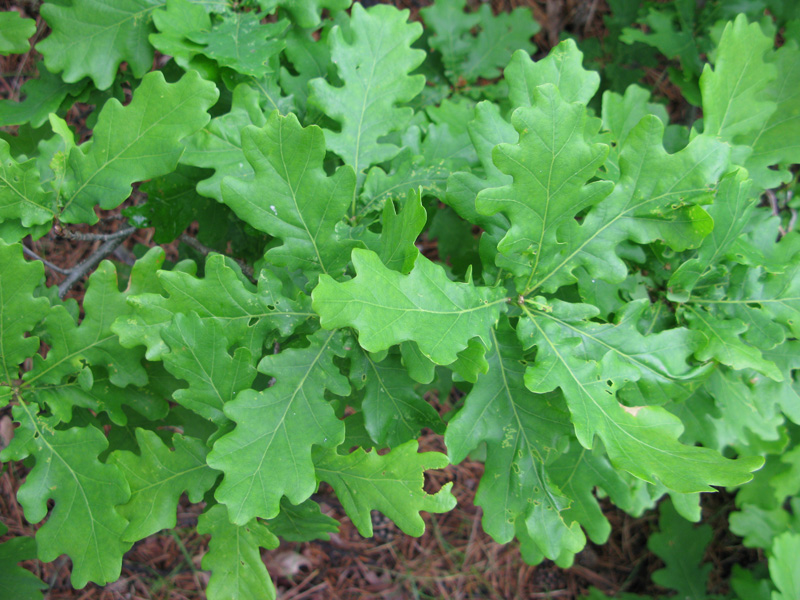 Image of Quercus robur specimen.