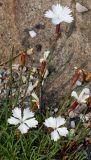 Dianthus cretaceus. Цветки и бутоны. Германия, г. Krefeld, Ботанический сад. 08.06.2013.